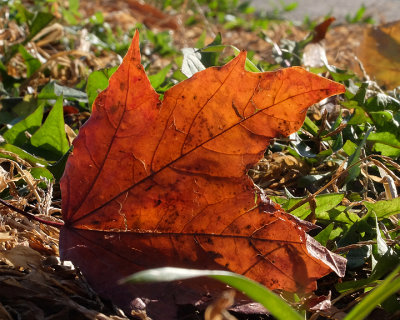 Leaf Peeping 3701 copy.jpg