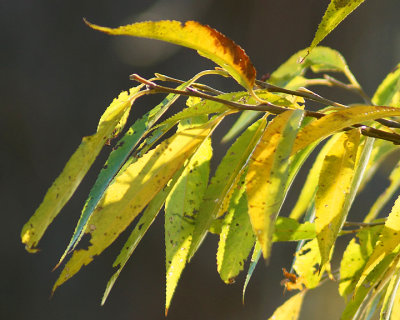 Leaf Peeping 05866 copy.jpg