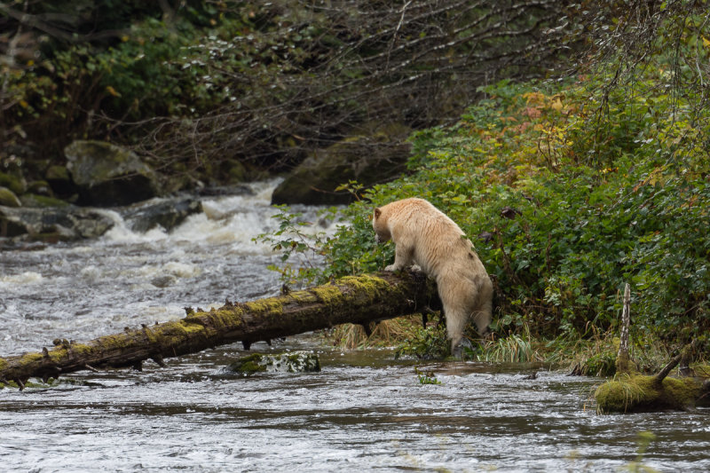 Great Bear Rainforest
