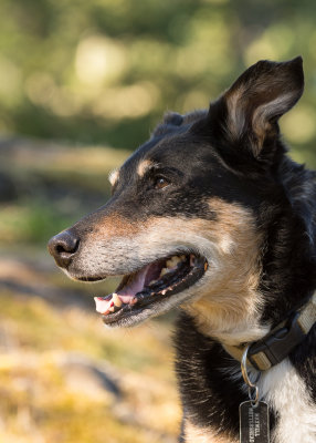 Maxwell at 13 Years