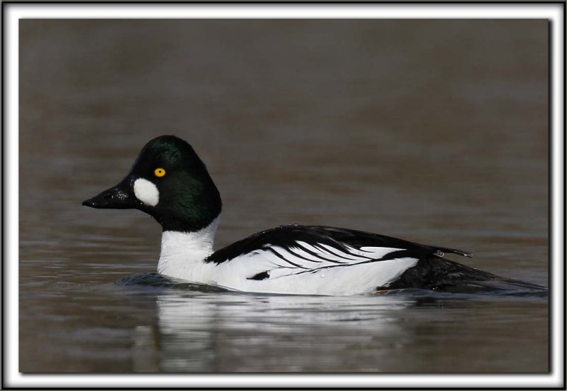 GARROT  OEIL DOR male  /  COMMON GOLDENEYE male    _MG_4094 aa