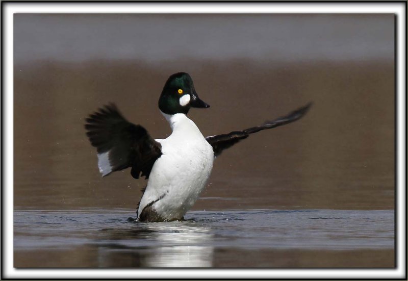 GARROT  OEIL DOR male  /  COMMON GOLDENEYE male    _MG_4242 aa