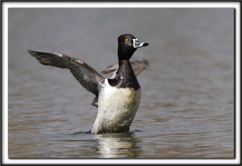 FULIGULE  COLLIER, mle /  RING-NECKED DUCK, male        _MG_4348 aa