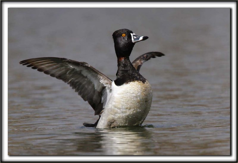 FULIGULE  COLLIER, mle /  RING-NECKED DUCK, male        _MG_4343 a