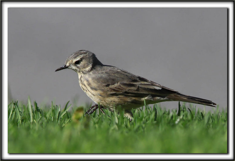 PIPIT DAMRIQUE  /   AMERICAN PIPIT_MG_7679 aa