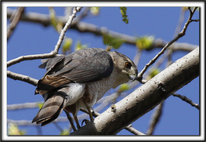  PERVIER DE COOPER, mle   /   COOPERS HAWK, male    _MG_6752 aa