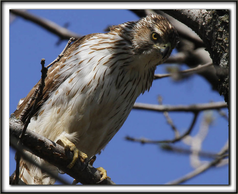  PERVIER DE COOPER, female   /   COOPERS HAWK, femelle   _MG_6909 aa