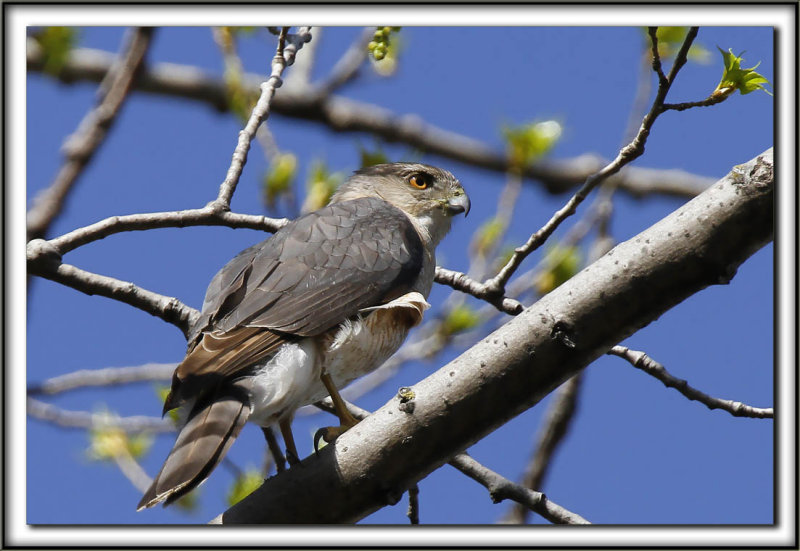  PERVIER DE COOPER, mle   /   COOPERS HAWK, male    _MG_6730 aa