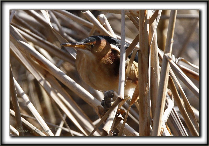PETIT BLONGIOS  /  LEAST BITTERN      _MG_6148 aa + 1.4X = 420mm