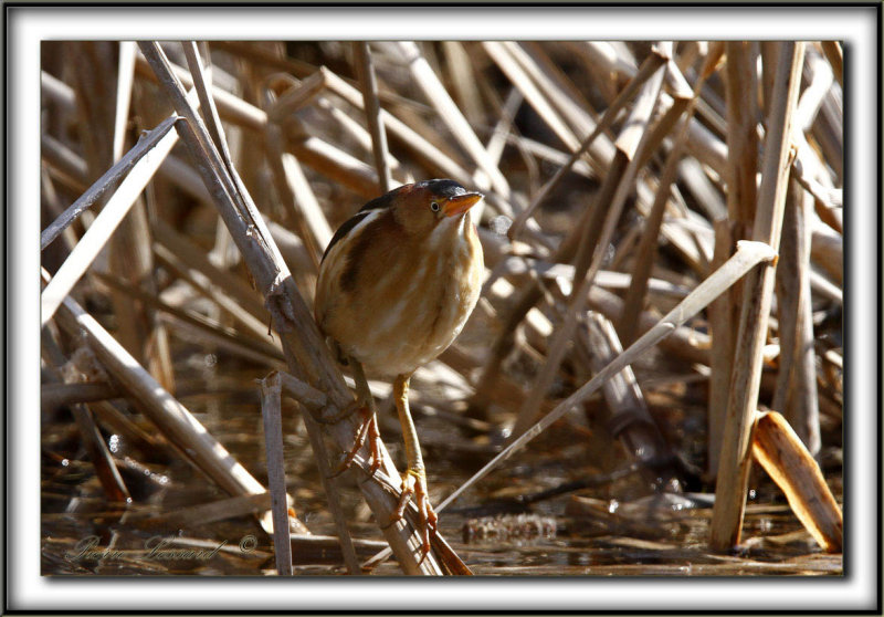 PETIT BLONGIOS  /  LEAST BITTERN      _MG_6159 aa + 1.4X = 420mm