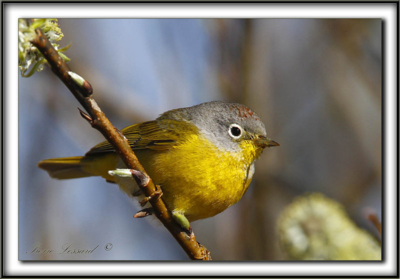 PARULINE  JOUE GRISE   /    NASHVILLE WARBLER      _MG_7748 a 