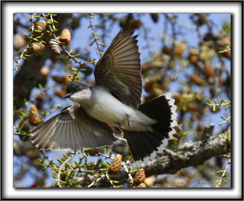 TYRAN TRITRI  /  EASTERN KINGBIRD       _MG_8744