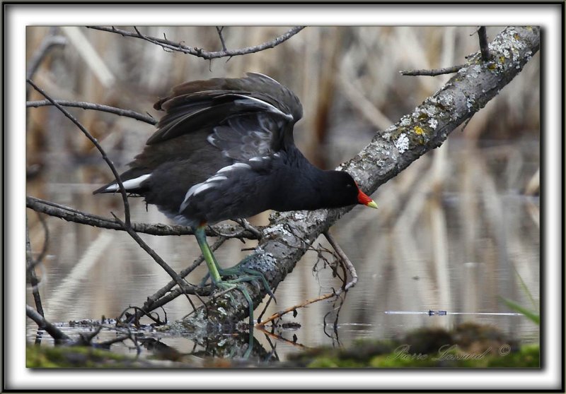 GALLINULE POULE-DEAU    /    COMMON MOORHEN     _MG_7474