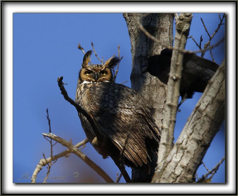 GRAND-DUC DAMRIQUE,mle   /   GREAT HORNED OWL, male     _MG_1615