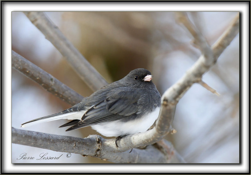JUNCO ARDOIS  /  DARK-EYED JUNCO   _MG_2569