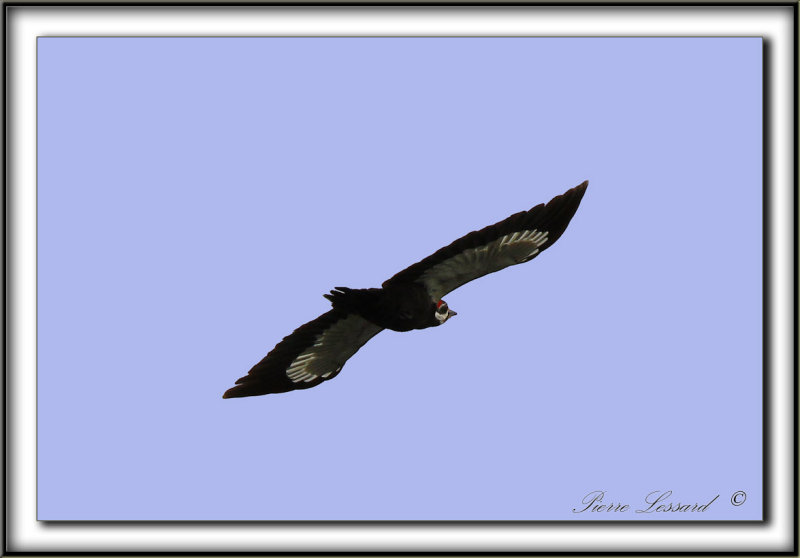 GRAND-PIC   /   PILEATED WOODPECKER    _MG_4170