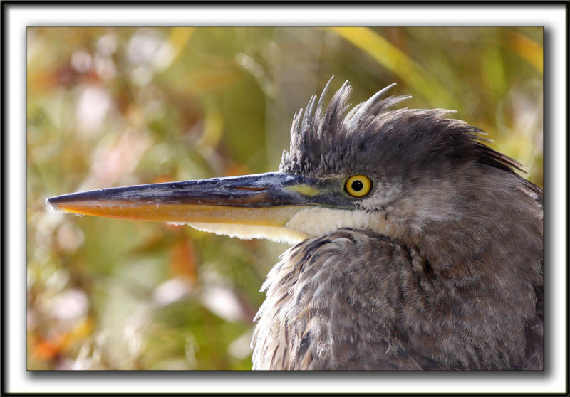 GRAND HRON BLEU  -   GREAT BLUE HERON    