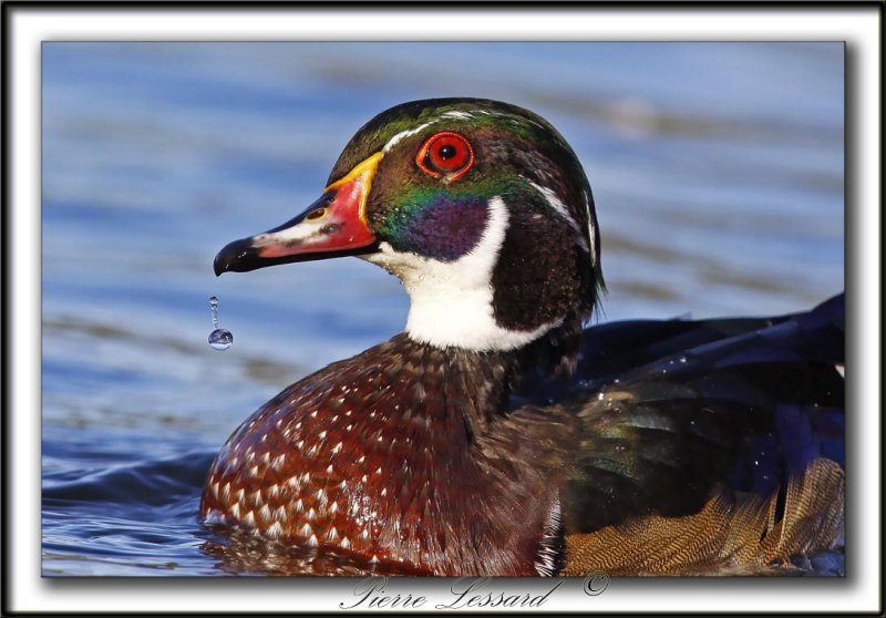 CANARD BRANCHU  /  WOOD DUCK   