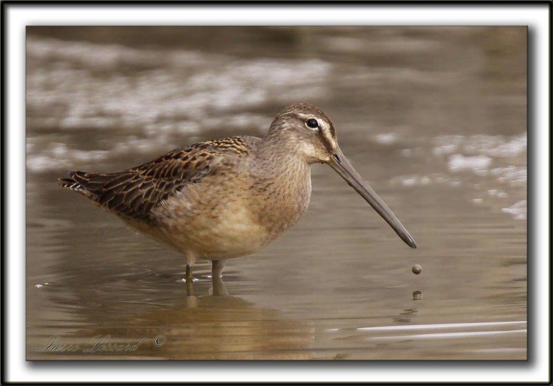 BCASSIN  LONG BEC   /  LONG-BILLED DOWITCHER    
