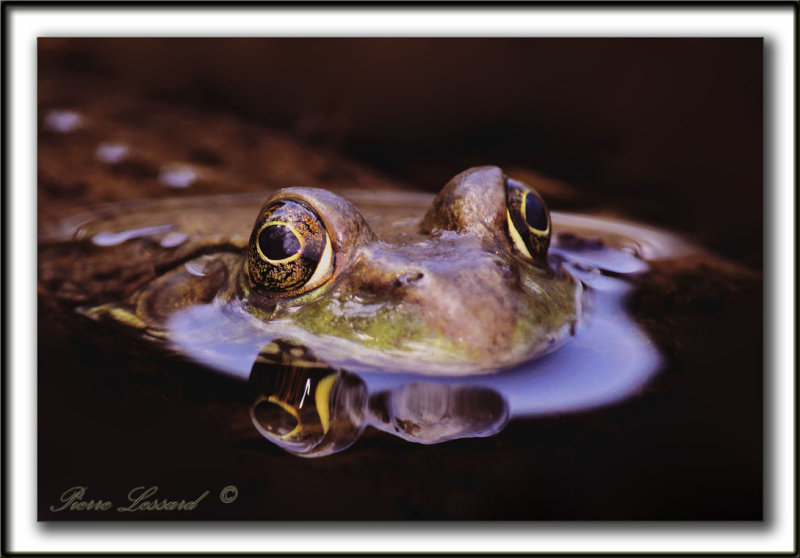 GRENOUILLE  /  FROG    