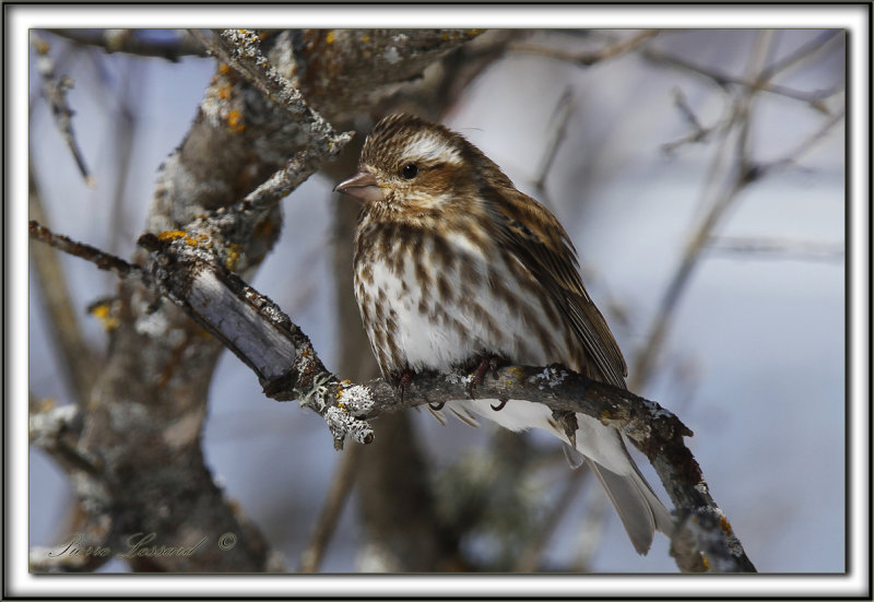 ROSELIN POURPR, femelle   /   PURPLE FINCH,  female    _MG_4406 a