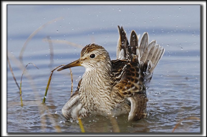 BCASSEAU  POITRINE CENDRE  / PECTORAL SANDPIPER   _MG_9815 a