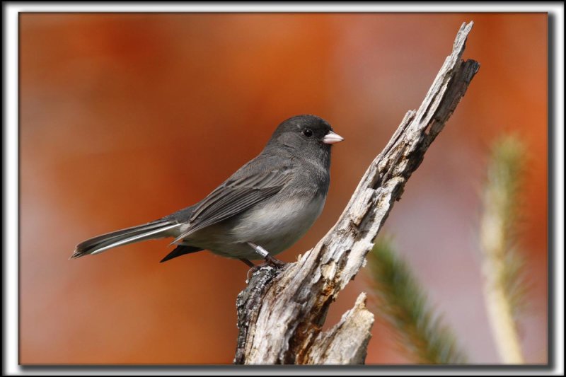 JUNCO ARDOIS  /  DARK-EYED JUNCO   _MG_0596 b