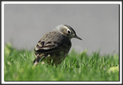 PIPIT D'AMRIQUE  /   AMERICAN PIPIT_MG_7697 aa