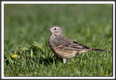 PIPIT D'AMRIQUE  /   AMERICAN PIPIT_MG_7928 a