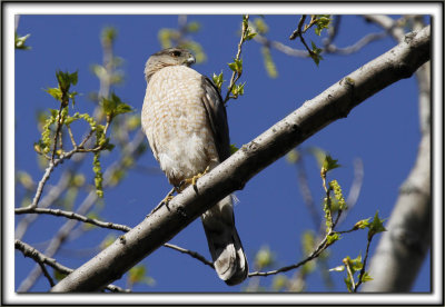 PERVIER DE COOPER, mle   /   COOPER'S HAWK, male    _MG_6791 aa