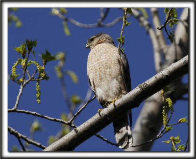 PERVIER DE COOPER, mle   /   COOPER'S HAWK, male    _MG_6805 aa