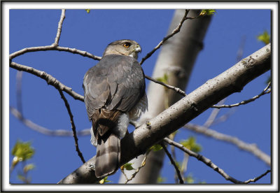  PERVIER DE COOPER, mle   /   COOPER'S HAWK, male    _MG_6693 aa