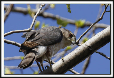  PERVIER DE COOPER, mle   /   COOPER'S HAWK, male    _MG_6752 aa