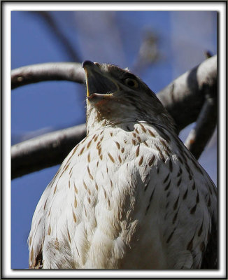  PERVIER DE COOPER, female   /   COOPER'S HAWK, femelle   _MG_7031 b