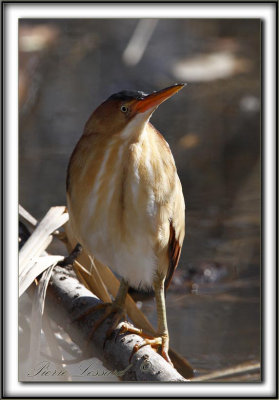 PETIT BLONGIOS  /  LEAST BITTERN     _MG_6185 a 