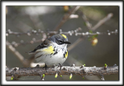 PARULINE  CROUPION JAUNE, femelle   /   YELLOW-RUMPED WARBLER, female    _MG_7631 a 