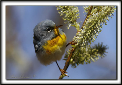 PARULINE  COLLIER , mle au printemps    /    NORTHERN PARULA, male in spring time    _MG_7930 a