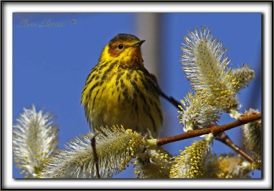 PARULINE TIGRE, mle    /    CAPE MAY WARBLER, male     _MG_8172 a