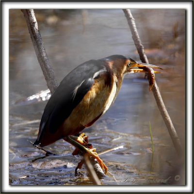 PETIT BLONGIOS  /  LEAST BITTERN      _MG_6227 a