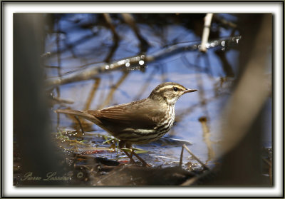 PARULINE DES RUISEAUX   /  NORTHERN  WATERTHRUSH     _MG_8489 a