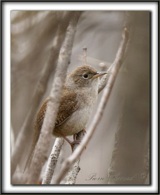 TROGLODYTE FAMILIER    /    HOUSE WREN