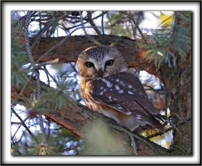 PETITE NYCTALE  /  NORTHERN SAW-WHET OWL   _MG_1505 a
