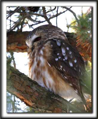 PETITE NYCTALE  /  NORTHERN SAW-WHET OWL     _MG_1710