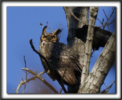 GRAND-DUC D'AMRIQUE,mle   /   GREAT HORNED OWL, male     _MG_1615