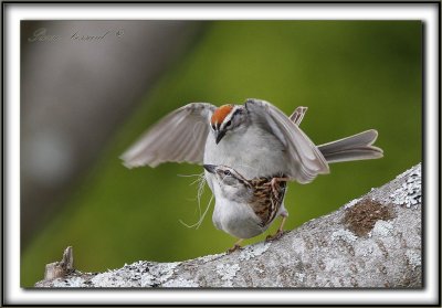 To be at the right place and at the right time  -  BRUANT FAMILIER  /  CHIPPING SPARROW    _MG_9842
