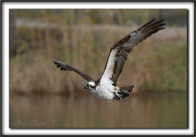 BALBUZARD  PCHEUR  /  OSPREY    _MG_9641