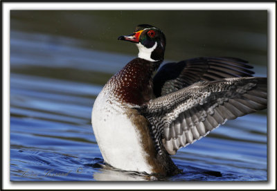 CANARD BRANCHU  /  WOOD DUCK   