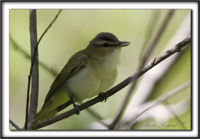 VIRO AUX YEUX ROUGES /  RED-EYES VIREO