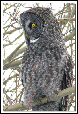 CHOUETTE LAPONE - GREAT GRAY OWL    
