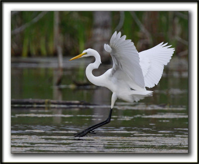 GRANDE AIGRETTE  /  GREAT EGRET   